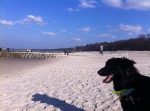 Działki nad morzem_Na plażę z psem! zdjęcie1